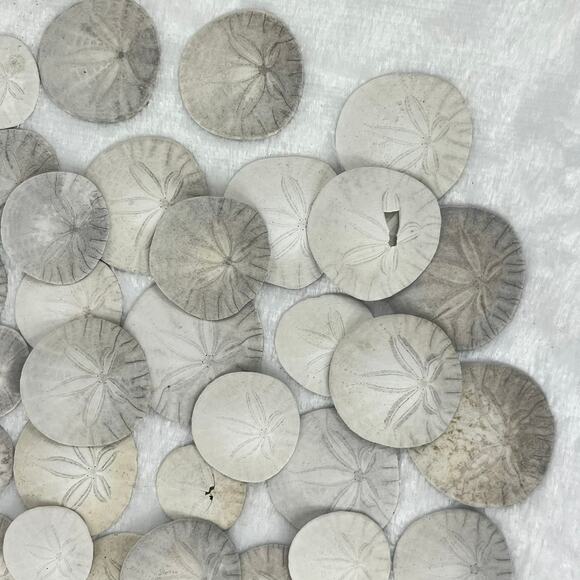 6.3oz Lot Natural Sand Dollars Craft Decor Real Beach Sea Shell Specimens Bulk - Picture 5 of 7